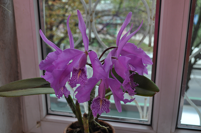 Cattleya maxima.JPG