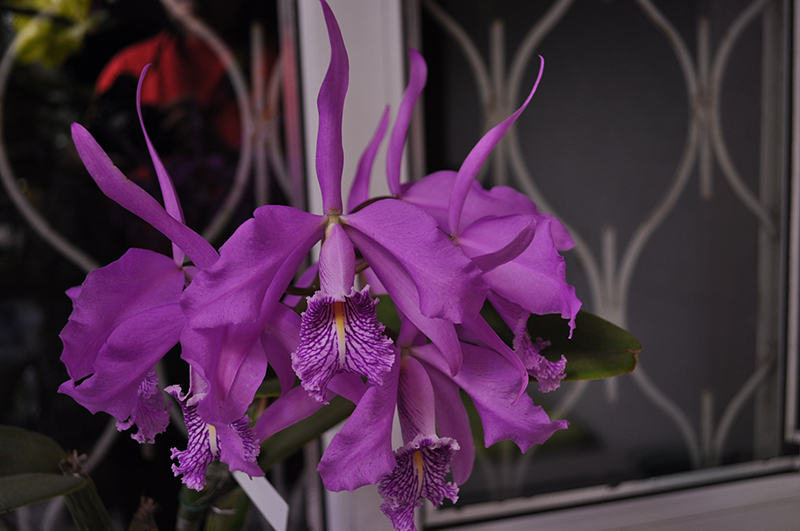 Cattleya maxima.JPG