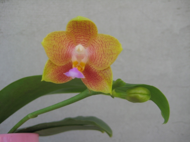 Phalaenopsis Lendon Canary Cupid (Tying Shin Cupid-P.Yungho Gelb Canary yung Ho) 01.jpg