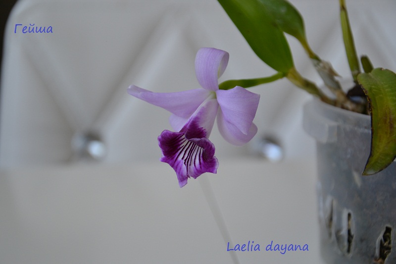 Laelia dayana .jpg