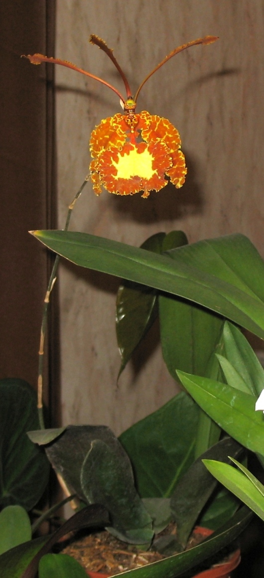  орхидеи 3 (май 2006).JPG