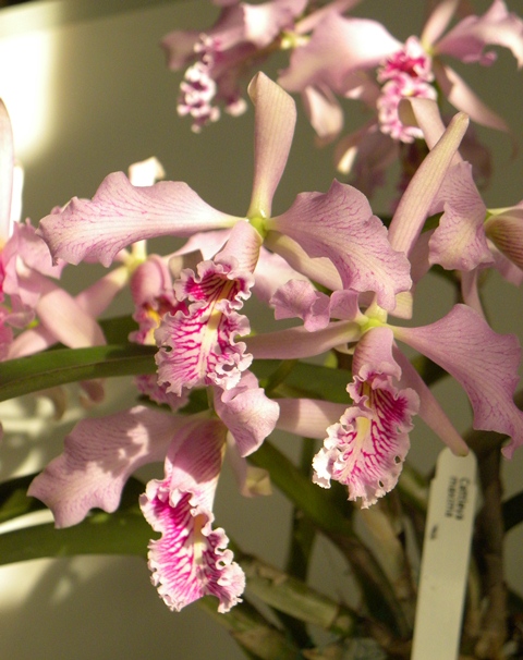 Cattleya maxima