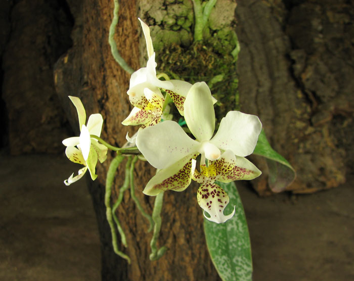 Phalaenopsis stuartiana.jpg