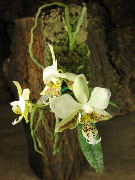 Phalaenopsis stuartiana.jpg