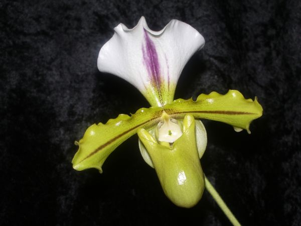 Paph. Olimpian Yard x spicerianum 'Miao Hua'