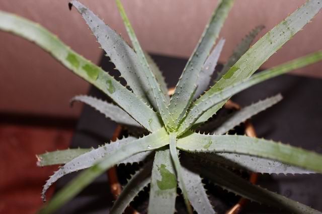 Aloe 1.jpg