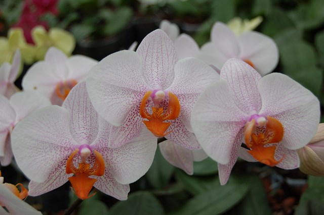 phalaenopsis_katja_wichmann.jpg