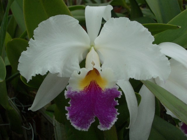 cattleya_harold_alba_.jpg