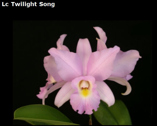 lc.Twilight Song размер 2,5&quot;, 9$ 2-3 года до цветения, результат скрещивания тетраплоидных валькерианы и анцепс.