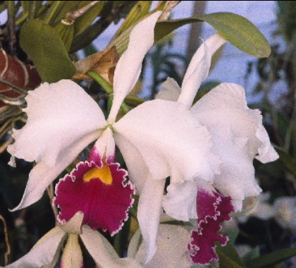 Lc.Canhamiana semi-alba готовая к цветению