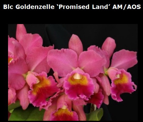 blc.Goldenzelle.jpg