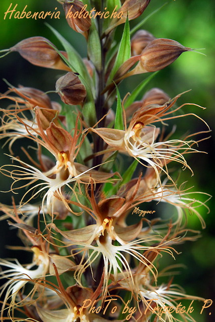 habenaria holotricha1 - копия.jpg