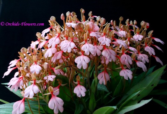 Habenaria rhodocheila Hance.jpg