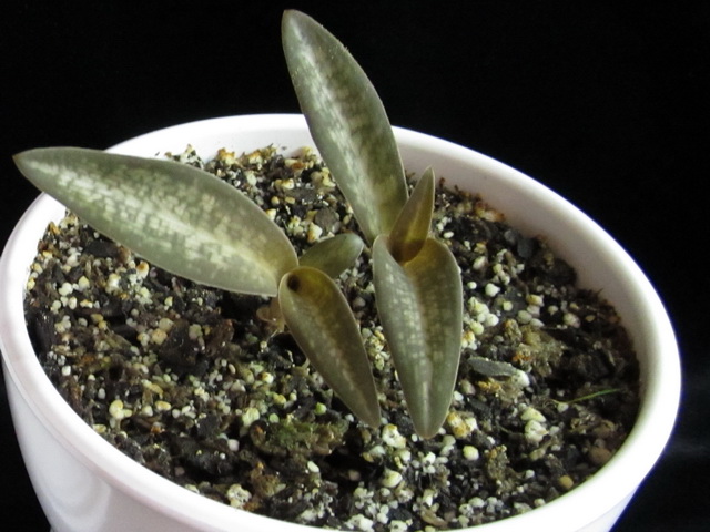 Habenaria rhodocheila 'Pink'