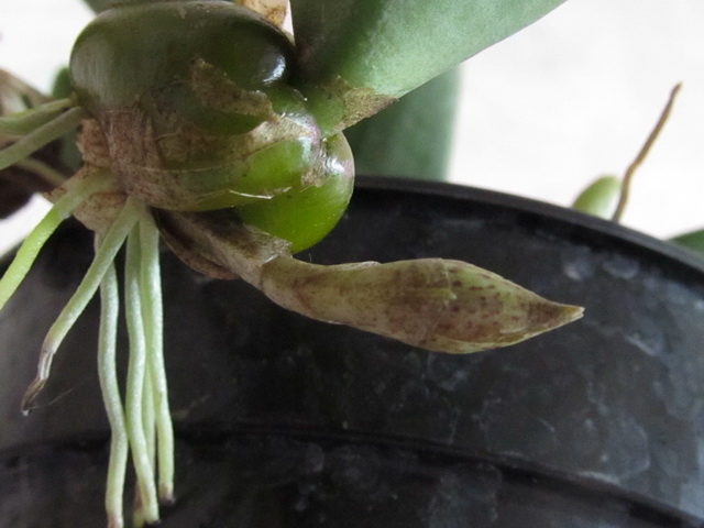 Bulbophyllum frostii