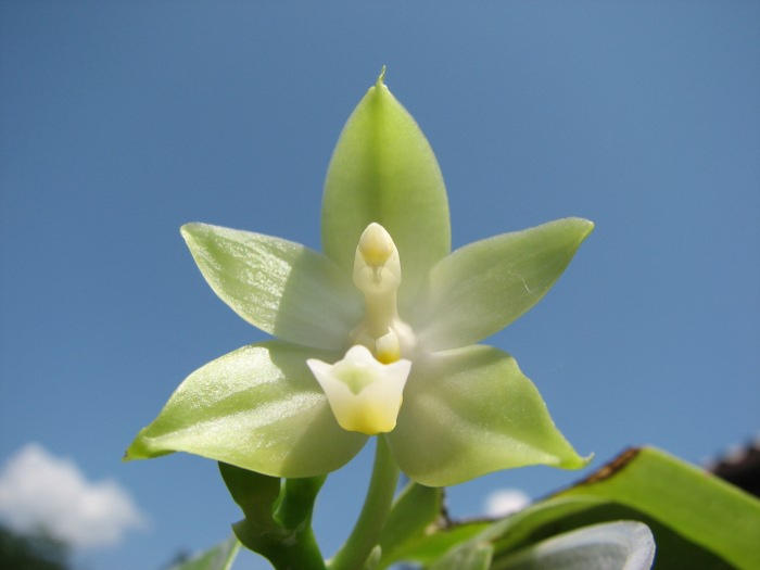 Phalaenopsis violacea alba.JPG