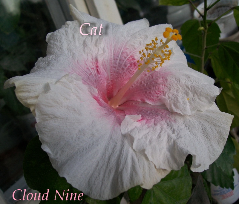 Cloud Nine1C.jpg
