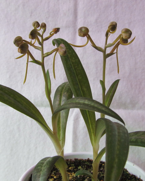 Habenaria rhodocheila 'Pink'