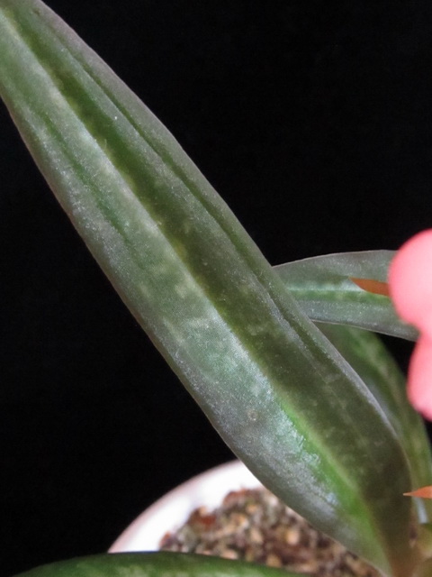 Habenaria rhodocheila 'Pink'