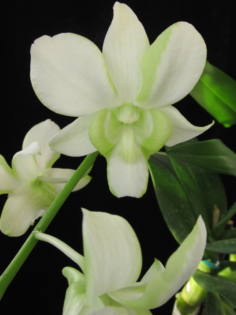 Den. Liberty White