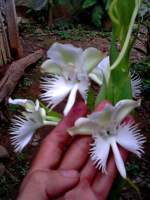 Pecteilis susannae (L.) Raf..jpg