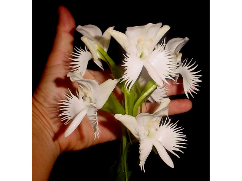 Pecteilis sussanae-800x600.jpg