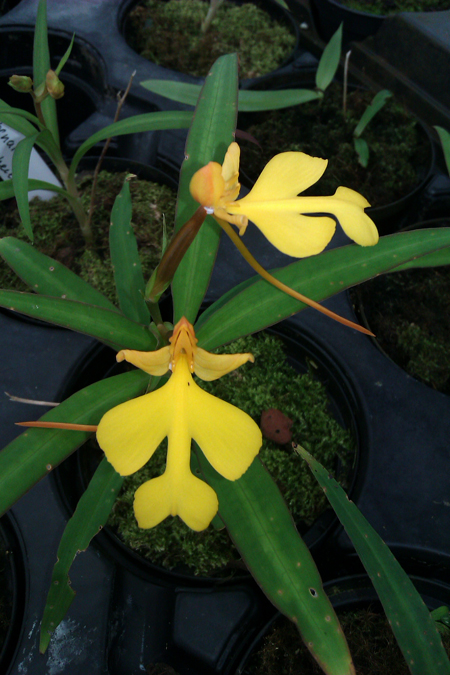 Habenaria rhodocheila 'Yellow'.jpg