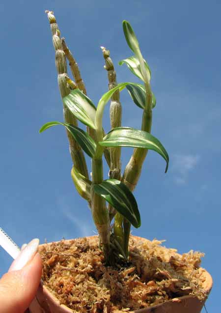 Dendrobium moniliforme Tama.jpg