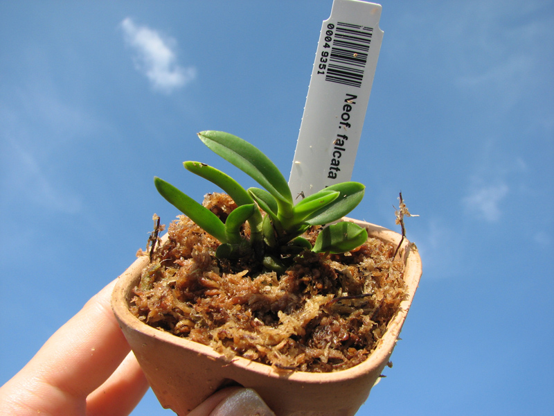 Neofinetia falcata Yodonomatsu.jpg