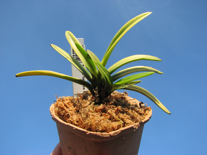 Neofinetia falcata Kinrokaku.jpg