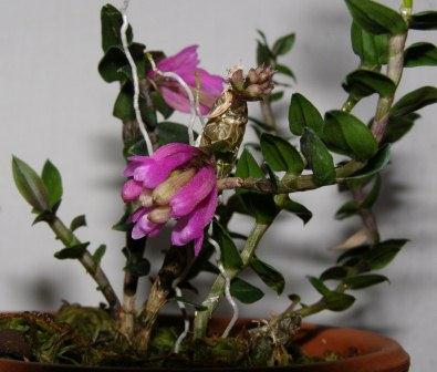 Dendrobium limpidum
