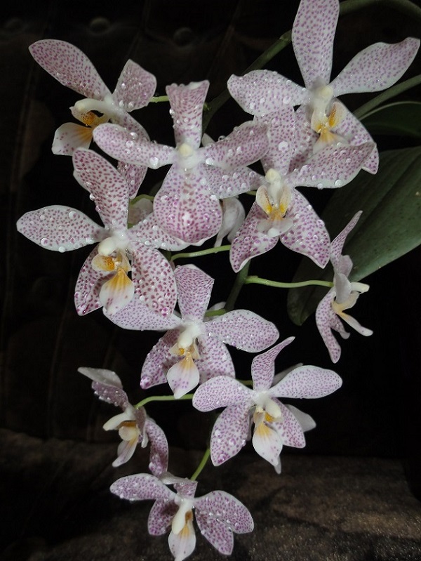 Phalaenopsis (Brother Pepride x lobbii) x braceana .JPG