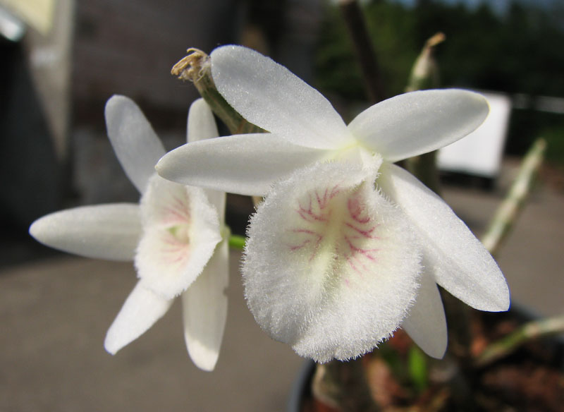Dendrobium cretaceum.jpg