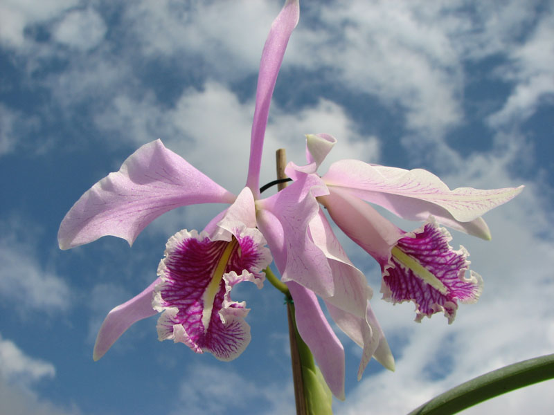 Cattleya maxima.jpg