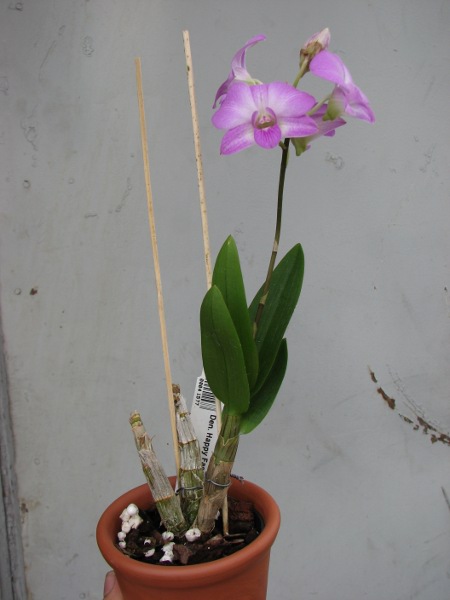 Dendrobium Happy Face.JPG