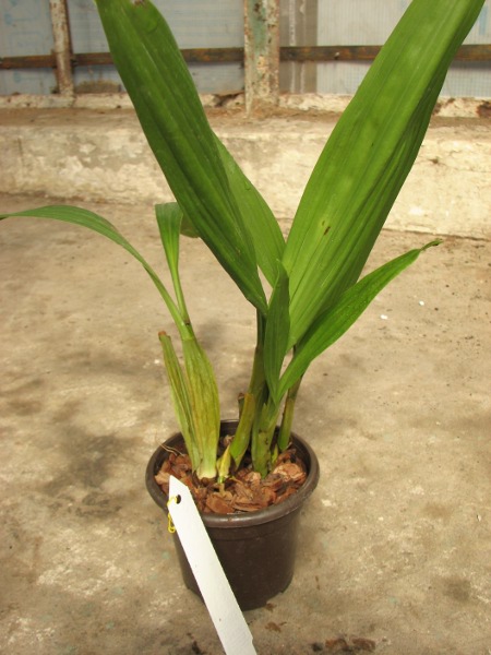 Coelogyne merrillii.JPG