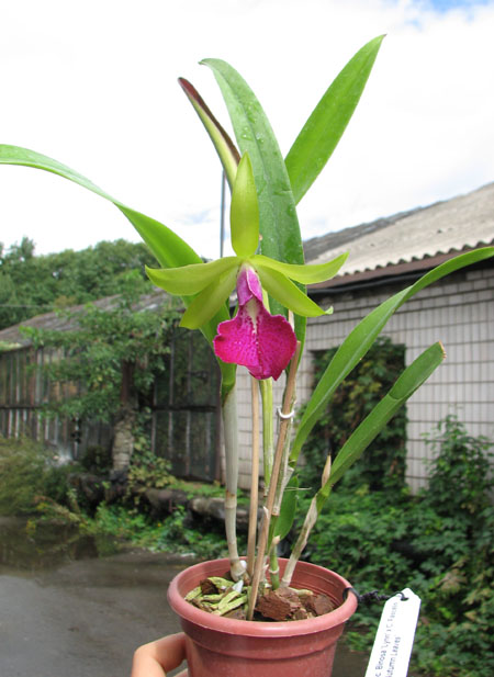 Brassocattleya Binosa 'Lynn' x Cattleya Fascelis 'Autumn Leaves'.jpg