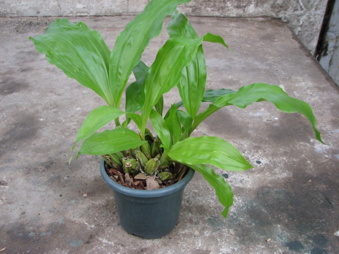Gongora odoratissima.JPG