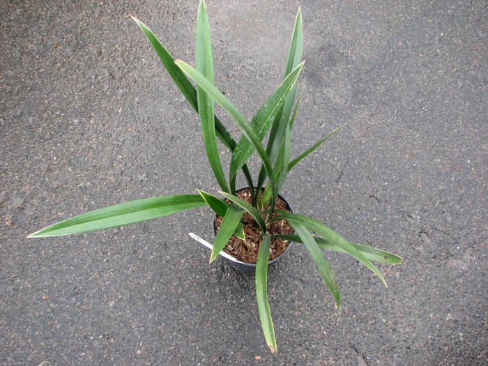 Cymbidium sinense.JPG