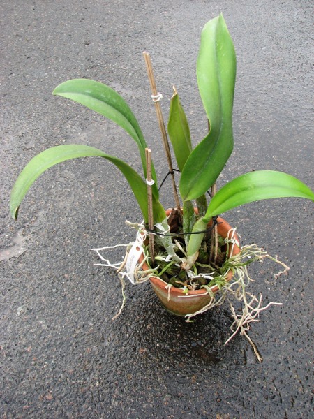 Brassocattleya Deesse 'Pakrathorn'.JPG