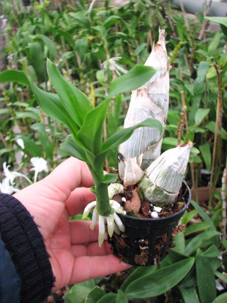 Catasetum pileatum hybrid.JPG