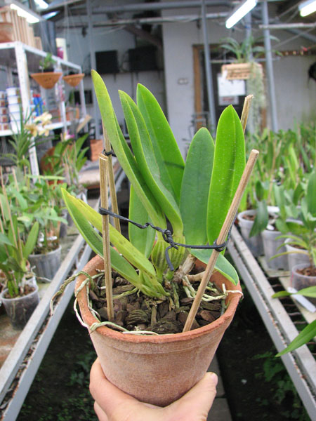 Cattleya labiata coerulescens 'Da Norma Dreher' x self.jpg
