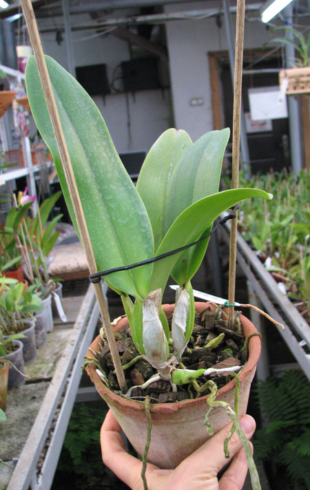 Cattleya labiata alba 'Otima' XXX x Cattleya labiata roxo bispo 'Urbano'.jpg