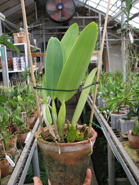 Cattleya labiata semi alba 'Garganta Escura' x Cattleya labiata semi alba ('Cooksoniae' x 'Gloriosa').jpg