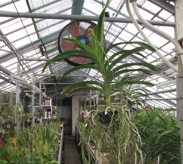 Vanda Suwapee x Vanda Dr. Anek.JPG