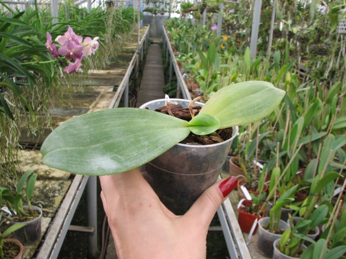 Phalaenopsis gigantea x sumatrana south Thailand.JPG