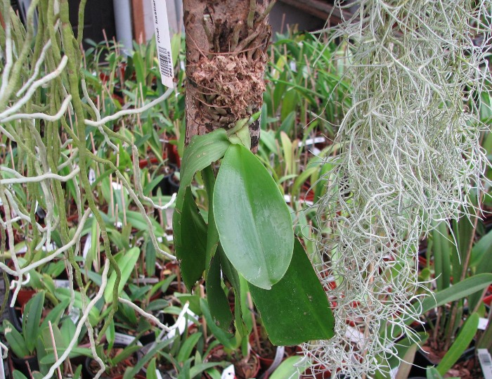 Phalaenopsis bastianii.JPG