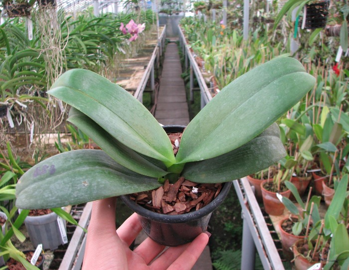 Doritaenopsis Sogo Pride 'Golden Star'.JPG