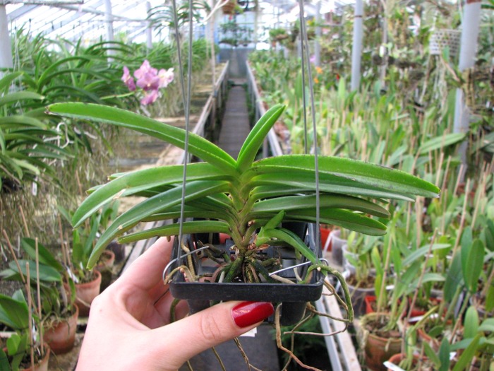 Ascocentrum miniatum.JPG