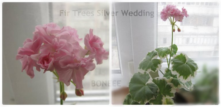 !fir trees silver wedding.jpg